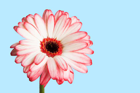 pink gerber flower close upの写真素材