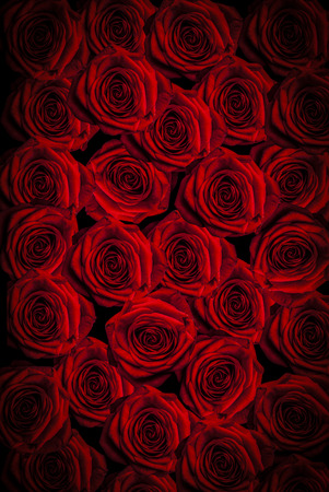 beautiful red roses backgroundの写真素材