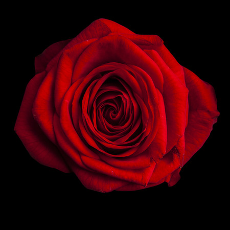 beautiful red rose on black backgroundの写真素材