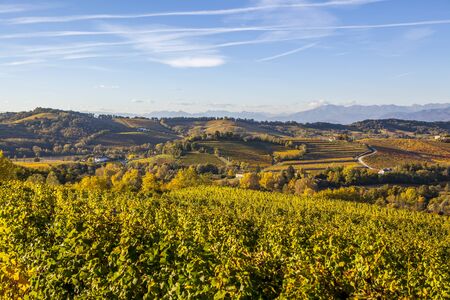 Vineyard in autumn, beautiful rural landscape in Collio region, Italyの写真素材