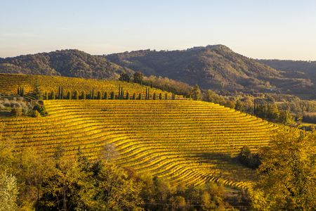 Vineyard in autumn, beautiful rural landscape in Collio region, Italyの写真素材