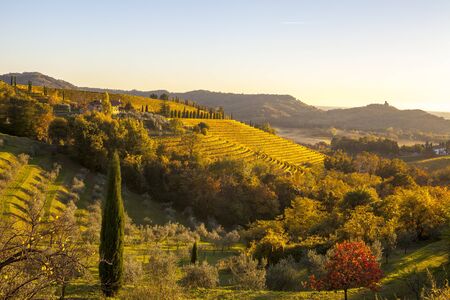 Vineyard in autumn, beautiful rural landscape in Collio region, Italyの写真素材