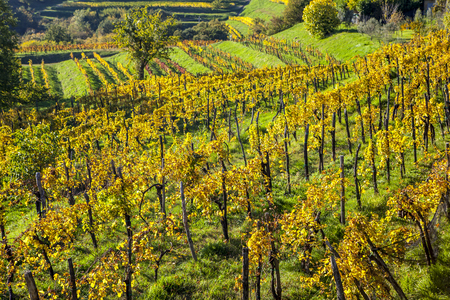Vineyard in autumn, beautiful rural landscape in Collio region, Italyの写真素材