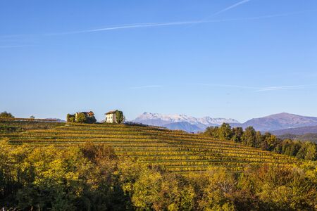 Vineyard in autumn, beautiful rural landscape in Collio region, Italyの写真素材