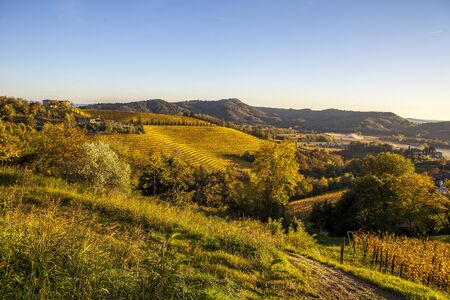 Vineyard in autumn, beautiful rural landscape in Collio region, Italyの写真素材