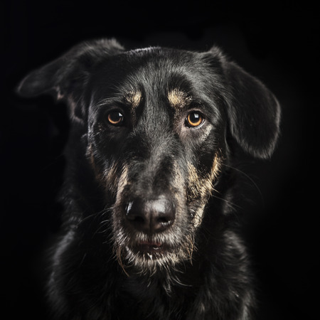 portrait of a beautiful crossbreed dog on black backgroundの写真素材