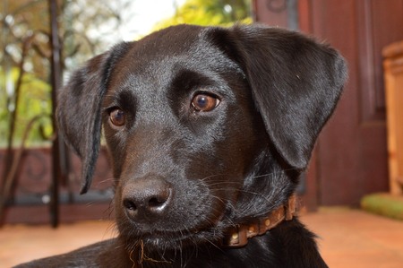 Head shot of a cute black Labrador puppyの写真素材