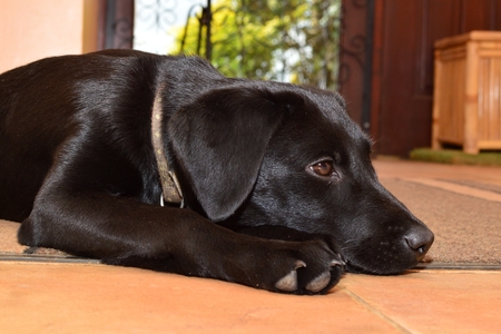 Low angle view of a cute black Labrador puppy lying on the floorの写真素材