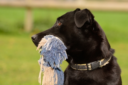 Black Labrador with a toy in it's mouth looking away from the cameraの写真素材