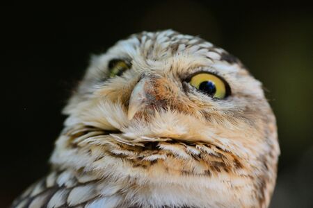 Head shot of a little owlの写真素材