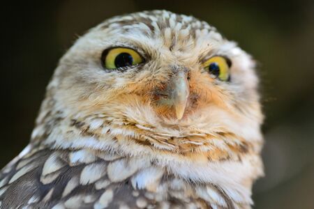 Head shot of a little owlの写真素材