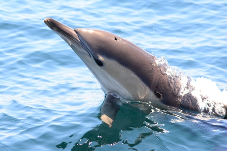 Dolphin jumping out of the waterの写真素材