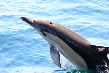 Dolphin jumping out of the waterの写真素材