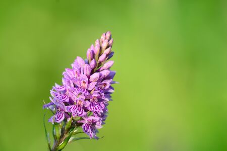 Common spotted orchid in bloomの写真素材