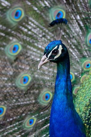 Head and neck portrait of a peacock with it's tail feathers fanned outの写真素材