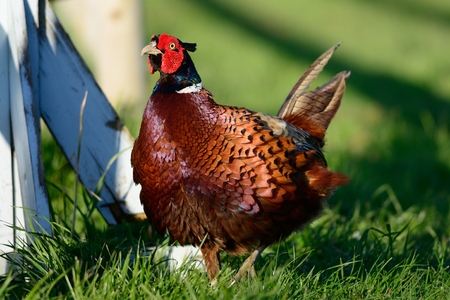 Portrait of a cock pheasantの写真素材