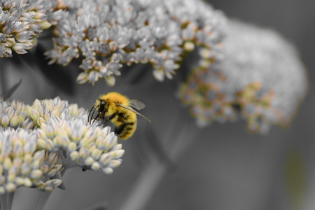 Colorsplash of a bee pollinating a sedum flowerの写真素材