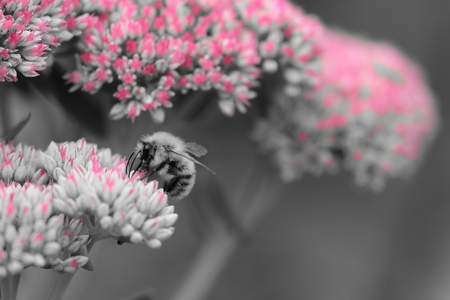 Colorsplash of a honey bee pollinating a sedum flower