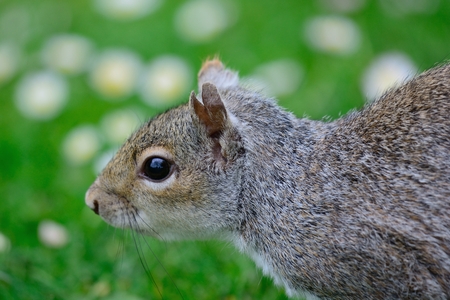 Head shot of a cute grey squirrelの写真素材