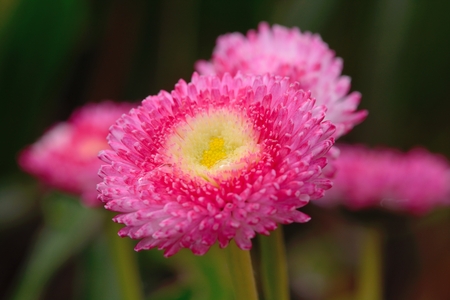 English daisy (bellis perennis)の写真素材