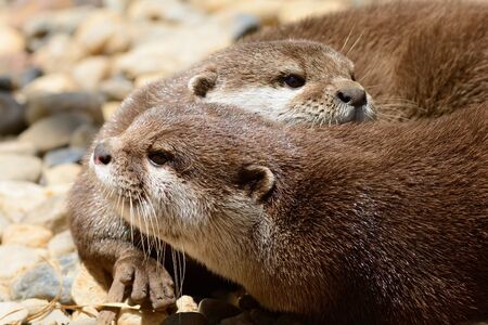 Portrait of two cute otters cuddlingの写真素材