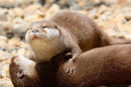 Close up of two otters cuddlingの写真素材