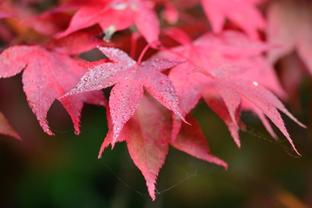 Close up of red Autumn leavesの写真素材