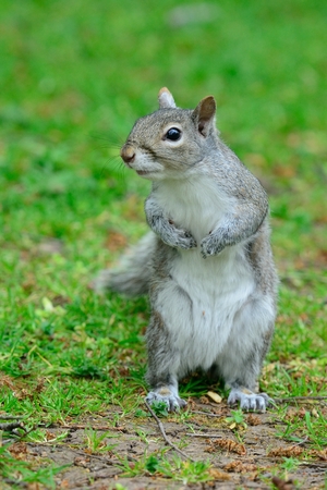 Portrait of a grey squirrel standing up while looking at the cameraの写真素材