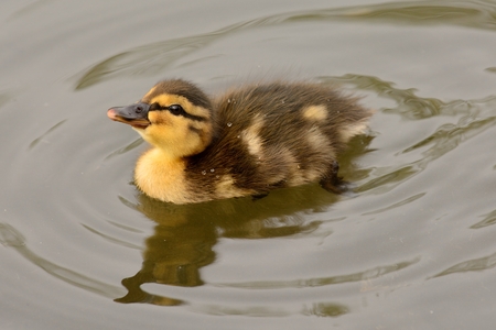 Portrait of a duckling swimming in the waterの写真素材