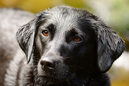 Head shot of a wet black Labradorの写真素材