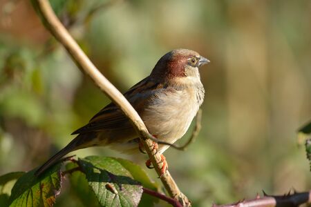 Close up portrait of a common sparrow perching on a branchの写真素材