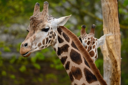 Head shot of two giraffes looking in opposite directionsの写真素材