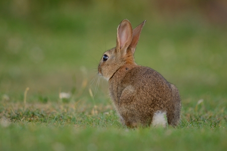 Low angle view of a rabbit sitting in a grassy meadowの写真素材