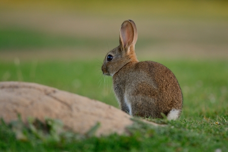 Low angle view of a wild rabbit sitting on the grassの写真素材