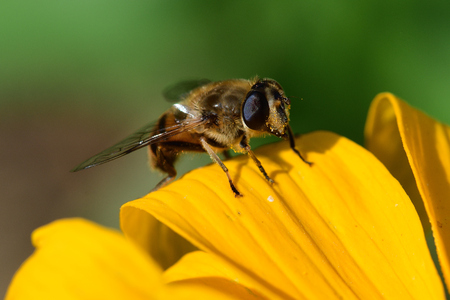 Macro shot of a bee perched on the petal of a yellow flowerの写真素材
