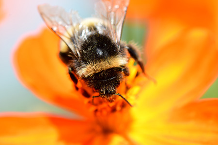 Macro shot of a bumble bee pollinating an orange coreopsis flowerの写真素材