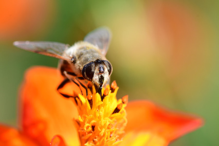 Macro shot of a bee pollinating an orange coreopsis flower