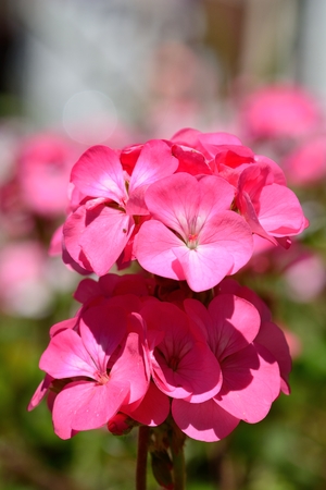 Pink geraniums flowersの写真素材