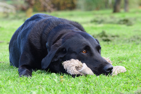 Low angle view of a black Labrador lying on the floor with it's head resting on a soft toyの写真素材