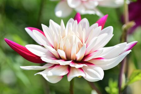 Close up of a pink and white dahlia in bloomの写真素材