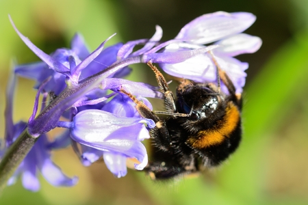 Close up of a bumble bee pollinating a bluebell flowerの写真素材