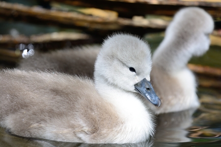 Cygnets in the waterの写真素材