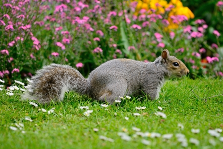 Low angle view of a wild grey squirrel standing in front of a flower bed