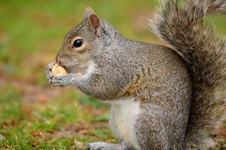 side view of a grey squirrel sitting on the grass while eating a nutの写真素材