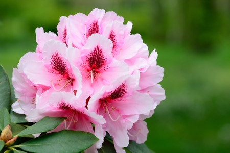 Pink rhododendron flower in bloomの写真素材