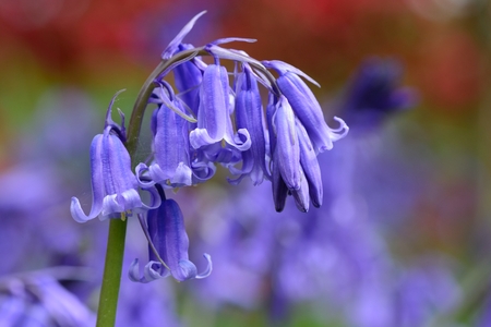 Close up of a bluebell flower in bloomの写真素材