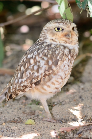 Portrait of a little owl standing on the groundの写真素材