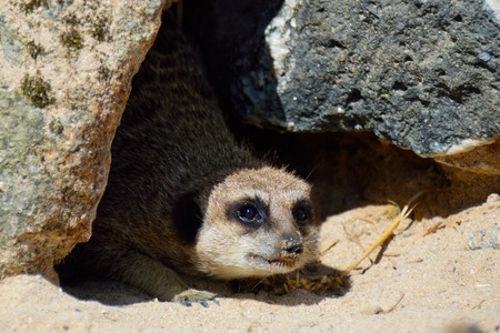 Portrait of a meerkat hiding under a rock