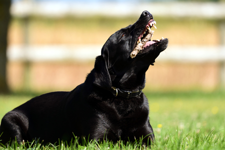 Low angle view of a black Labrador retriever sitting on the grass while chewing a stickの写真素材