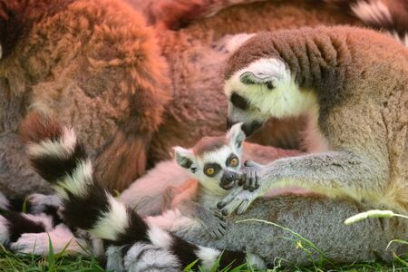 Portrait of a family of a ring tailed lemur with a baby ring tailed lemurの写真素材